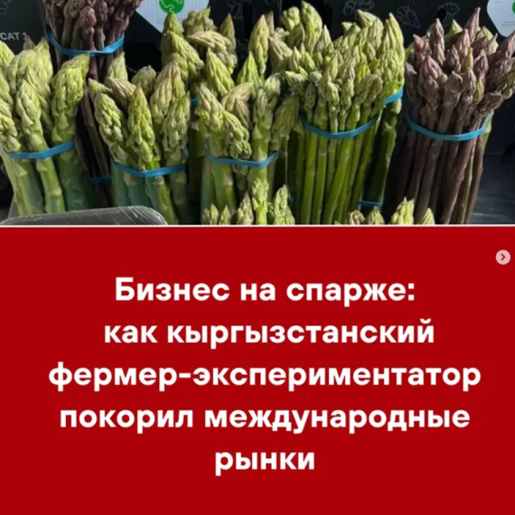 Бизнес на спарже: как кыргызстанский фермер-экспериментатор покорил международные рынки