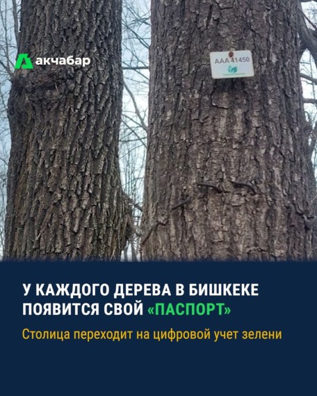 У каждого дерева в Бишкеке появится свой «Паспорт»