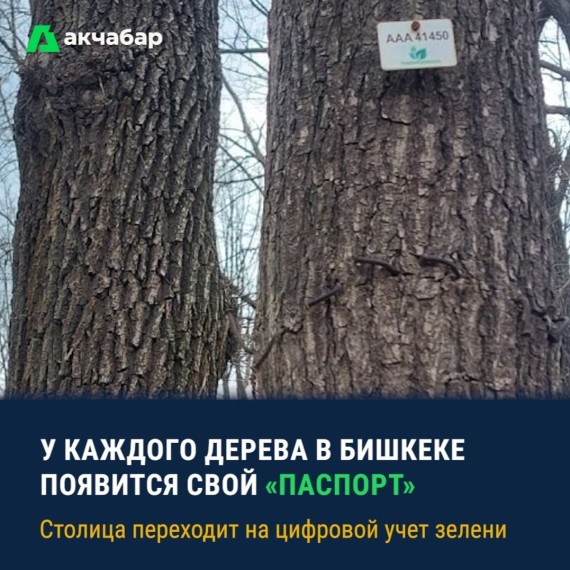 У каждого дерева в Бишкеке появится свой «Паспорт»