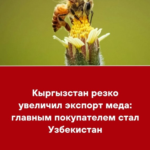 Кыргызстан резко увеличил экспорт меда: главным покупателем стал Узбекистан