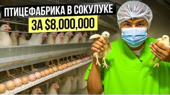 Халал Курица Made in Kyrgyzstan: Уникальная Птицефабрика в Сокулуке
