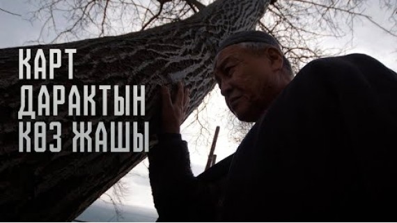 КАРТ ДАРАКТЫН КӨЗ ЖАШЫ | Кыска метраждуу тасма