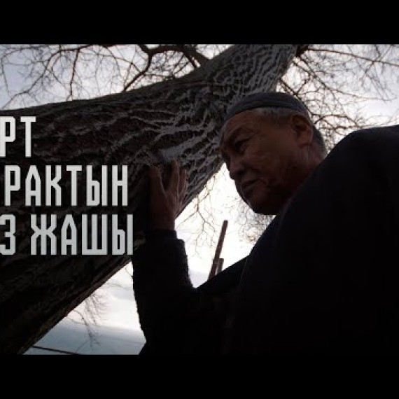 КАРТ ДАРАКТЫН КӨЗ ЖАШЫ | Кыска метраждуу тасма