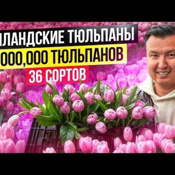 Кыргызские Голландские Тюльпаны ВЫГОДНЕЕ привозных!? – сколько приносит теплица в с. Беловодское?
